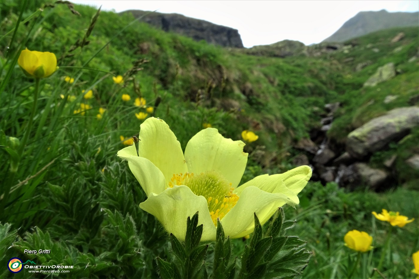 81 Pulsatilla alpina sulfurea.JPG